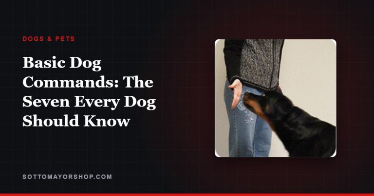 Basic Dog Commands: The Seven Every Dog Should Know