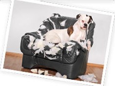 Bulldog sitting on a chewed-up armchair