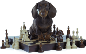 Dachshund sitting on a chessboard among the pieces