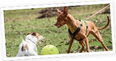 Dog lunging on the leash toward another dog and a ball
