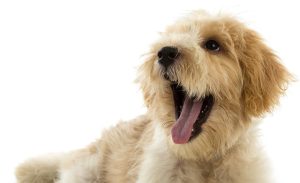 Fluffy dog lying down with its tongue out