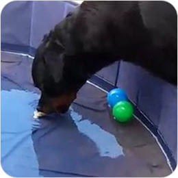Rottweiler going after balls in a kiddie pool