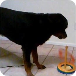 Rottweiler next to a ring-stacking toy