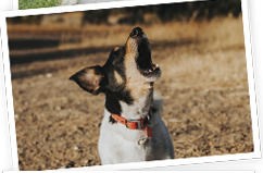 Small dog barking with its head raised