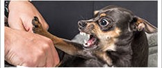Small dog biting at a person's hand