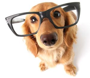 Small long-haired dog wearing oversized glasses