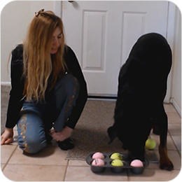 Trainer and Rottweiler playing a ball game with a muffin tin