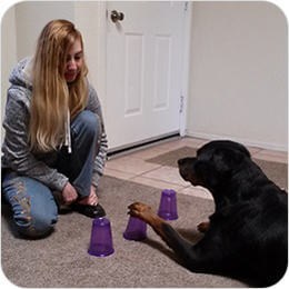 Trainer and Rottweiler playing the cup game