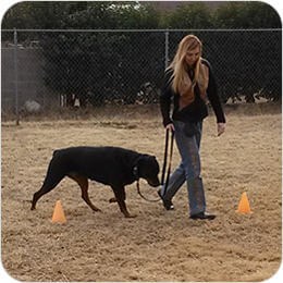 Trainer walking a Rottweiler through cones on a leash