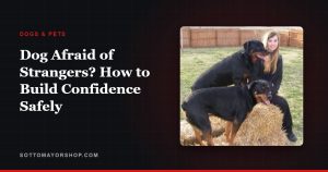 Dog Afraid of Strangers? How to Build Confidence Safely