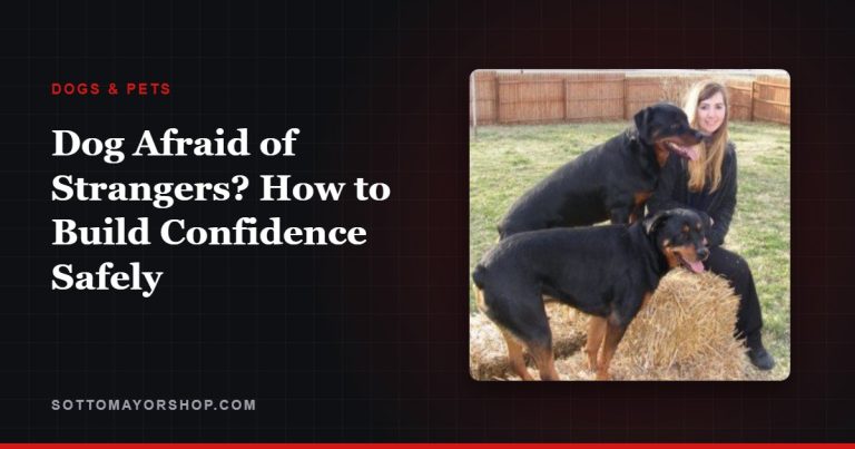 Dog Afraid of Strangers? How to Build Confidence Safely