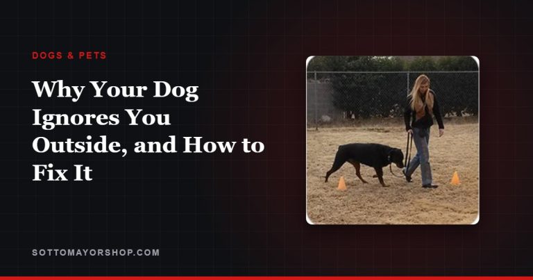 Why Your Dog Ignores You Outside, and How to Fix It