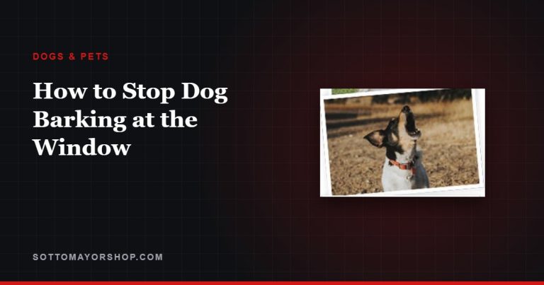 How to Stop Dog Barking at the Window