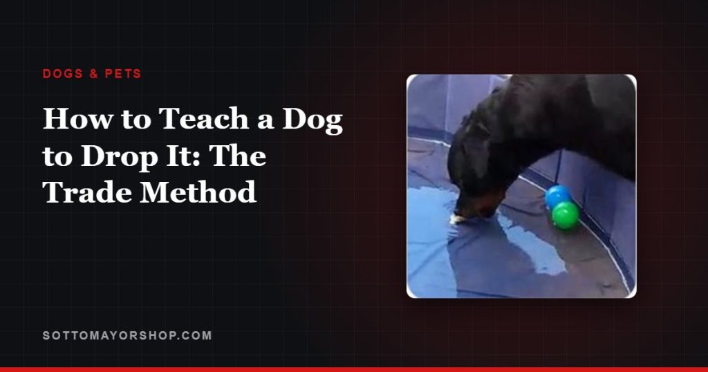 How to Teach a Dog to Drop It: The Trade Method