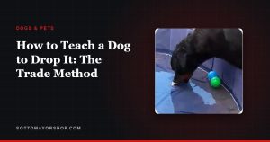 How to Teach a Dog to Drop It: The Trade Method