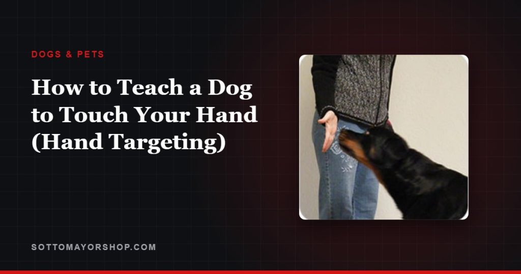 How to Teach a Dog to Touch Your Hand (Hand Targeting)