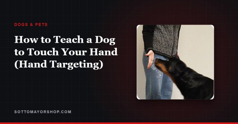 How to Teach a Dog to Touch Your Hand (Hand Targeting)