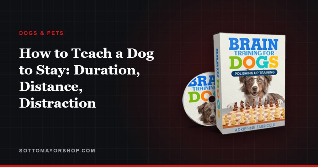 How to Teach a Dog to Stay: Duration, Distance, Distraction